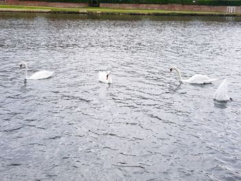 View of swan swimming in lake