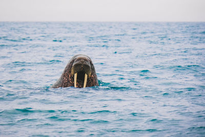 Walrus swimming in sea