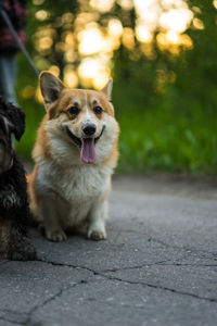 Close-up portrait of dog