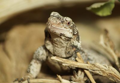 Close-up of lizard