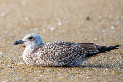 Close-up of seagull on land