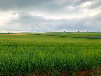 Scenic view of agricultural field against sky