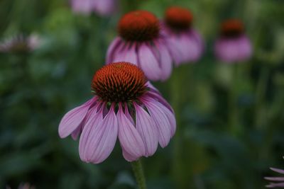 Close-up of pink flower