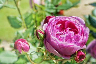 Close-up of pink rose flower