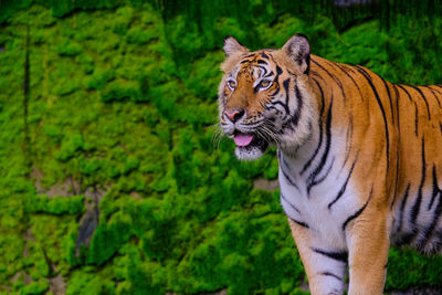 Tiger in a forest