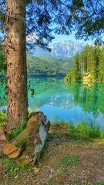 Scenic view of lake in forest