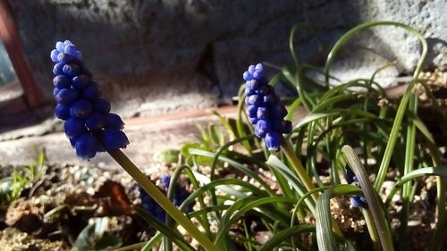 Close-up of purple flower against blurred background