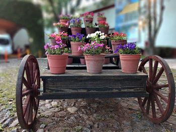 Close-up of potted plants