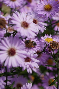 Close-up of purple flowering plants