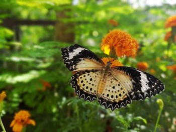 Close-up of butterfly pollinating on flower