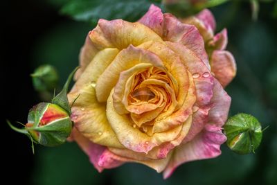 Blooming rose flower