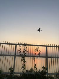Birds flying against sky during sunset