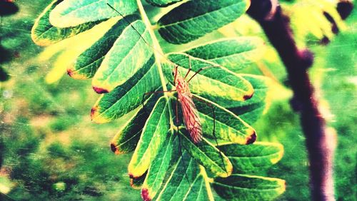 Close-up of leaves