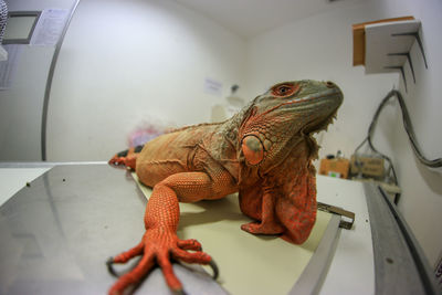 Close-up of a reptile looking away