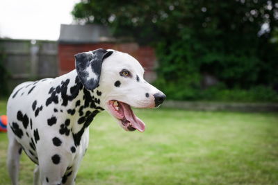 Dalmatian on grassy field
