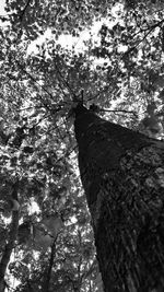 Low angle view of tree