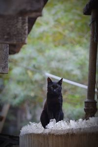 Portrait of cat