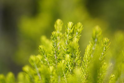 Close-up of crops growing on field