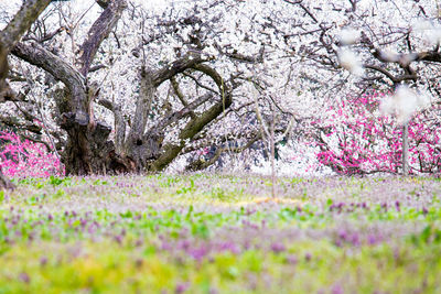 Flowers growing in field