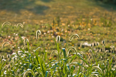 Close-up of flowering plants on field