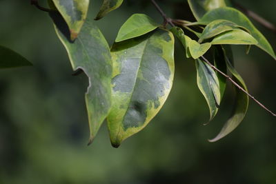 Close-up of fruit growing on plant
