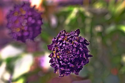 Close-up of purple flowering plant