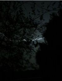 Low angle view of trees at night