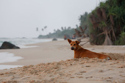A stray dog lie on sand on a beach and looking at camera in sri lanka