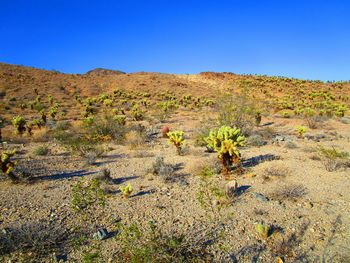 Scenic view of landscape against clear sky
