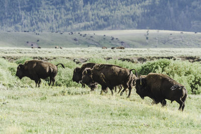 Sheep grazing in a field