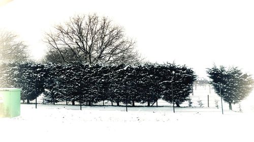 Bare trees on field against clear sky during winter