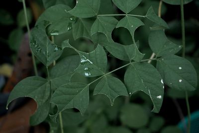 Close-up of raindrops on leaves