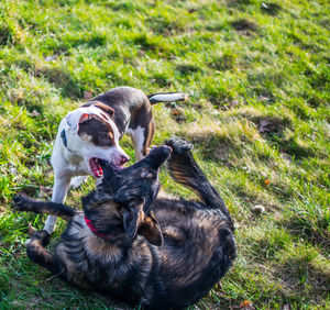 Dogs playing on grassy field