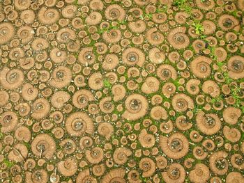 Full frame shot of ammonites on surface