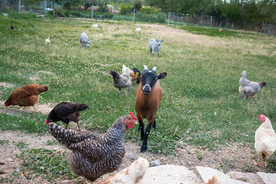 Flock of birds on grassy field