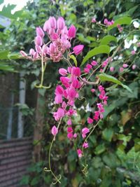 Close-up of pink flowering plant