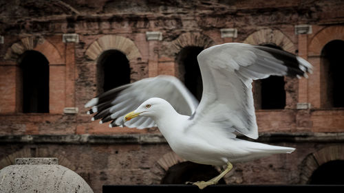 Close-up of seagull flying against historic building