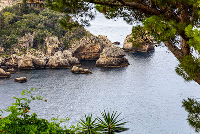 Plants growing on rock by sea