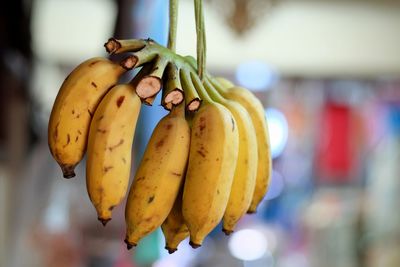 Close-up of bananas hanging