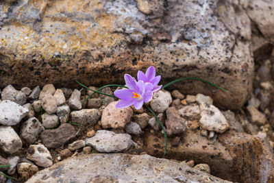 Small crocus pickwick flower bud on rocks