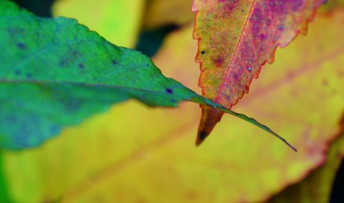 Close-up of autumnal leaves