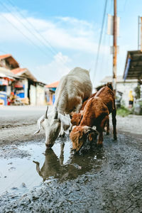 A herd of goats drinking water on the side of the city road