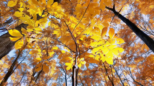 Low angle view of tree branches