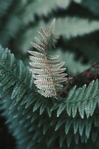 Close-up of frost on leaves