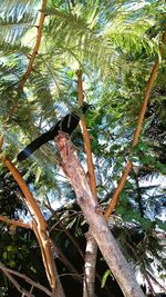 Low angle view of trees in forest