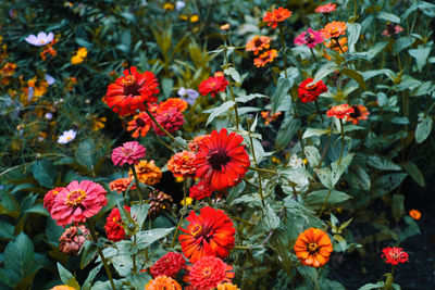 Close-up of flowers blooming outdoors