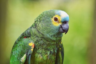 Blue-fronted amazon parrot