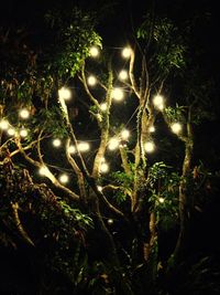 Low angle view of trees at night