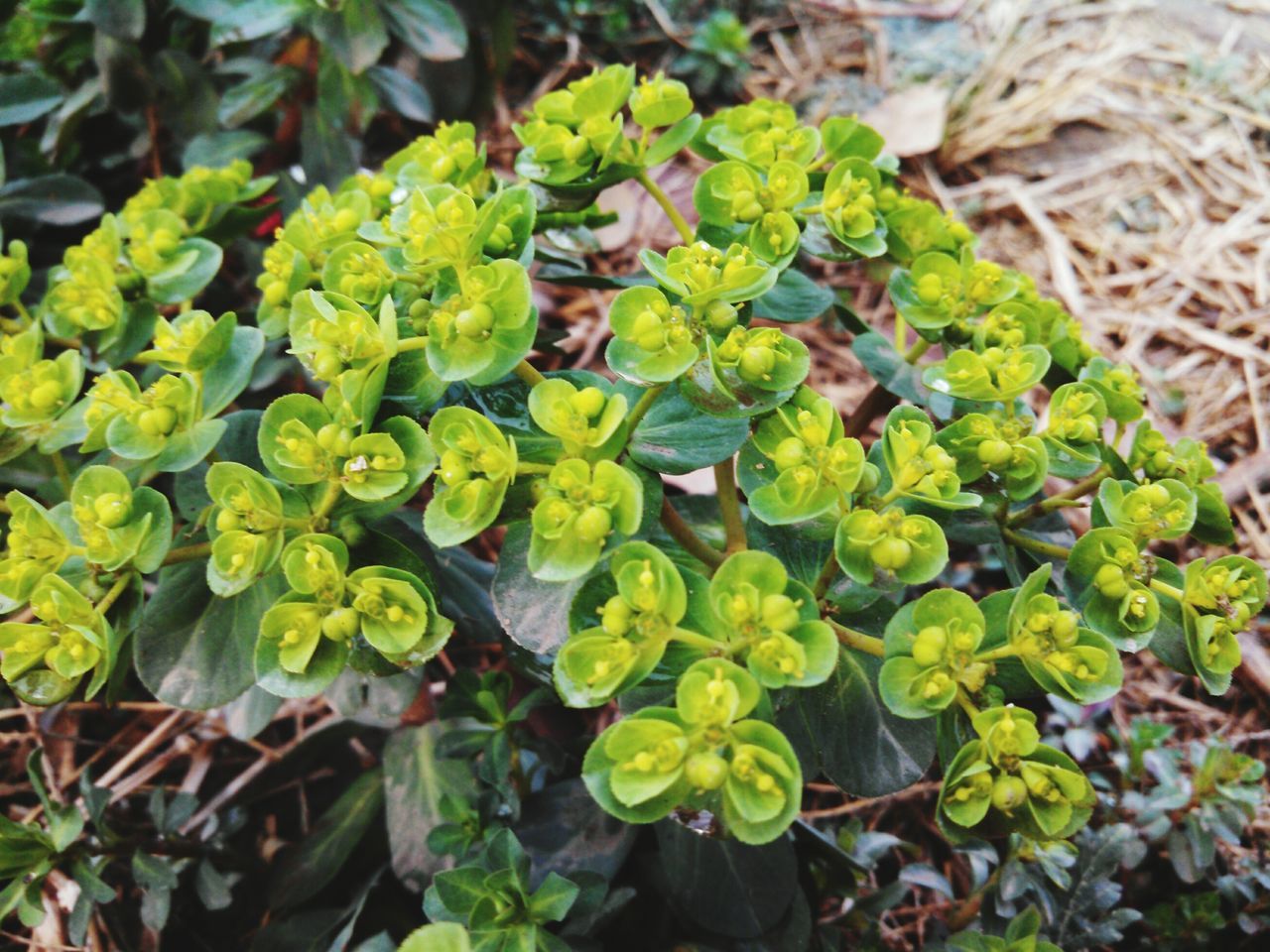 growth, leaf, plant, green color, nature, freshness, beauty in nature, high angle view, close-up, flower, fragility, focus on foreground, growing, field, day, outdoors, yellow, abundance, selective focus, no people