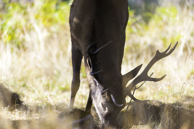 Close-up of deer by plants in forest